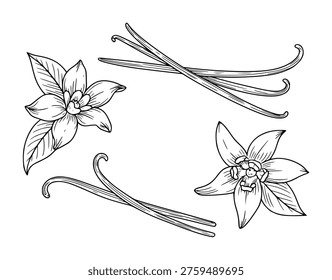 Hand drawn vanilla beans and orchid flowers in black and white style