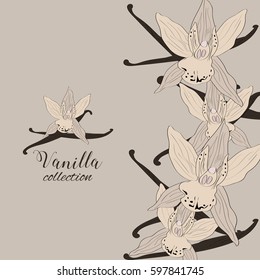 Hand drawn vanilla blossom. An idea for design.