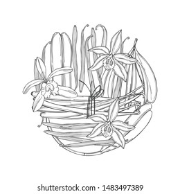 Hand drawn vanilla in a circle. The pods and flowers. Vector sketch  illustration.