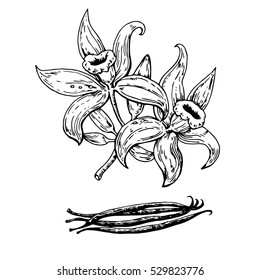Hand drawn vanilla flowers with pods. Vector illustration. 