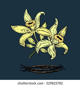 Hand drawn vanilla flowers with pods. Vector illustration. 
