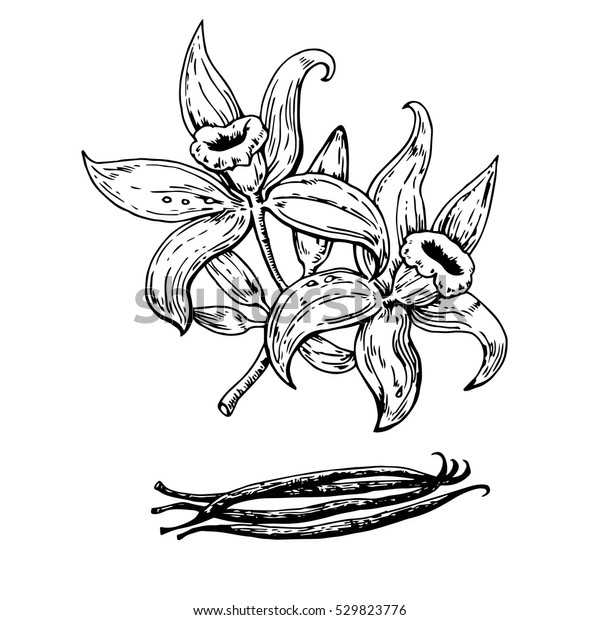 Hand Drawn Vanilla Flowers Pods Vector Stock Vector (Royalty Free ...