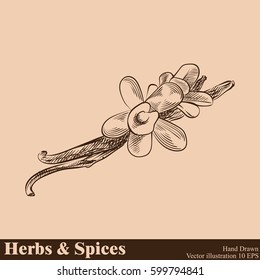 Hand drawn vanilla. Herbs and Spices in sketch style, vector illustrator.