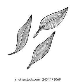 Hand drawn vanilla leaves. Three sheets on an isolated background in line art style. Orchid plant leaves drawn in ink