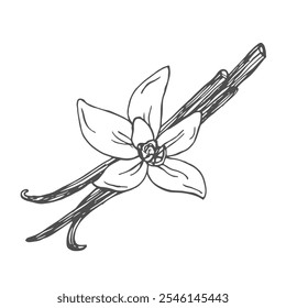 Hand drawn Vanilla Sketch Illustration in doodle style