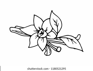  
Hand drawn vanilla sprig for medicinal, for cooking, cosmetics, store, health care, tag label, food design. Botanical illustrations for tags. Vector sketches.
