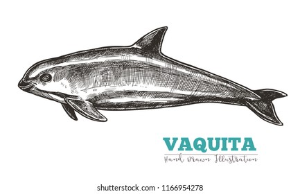 Hand drawn vaquita. Isolated vector illustration of Gulf of California harbor porpoise in sketch engraving style. Endangered species