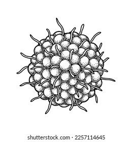 Handgezeichnetes Varizellen-Zoster-Virus einzeln auf weißem Hintergrund. Realistische detaillierte wissenschaftliche Vektorgrafik auf Skizzenstiel