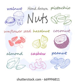 Hand drawn various nuts and seed. Abstract colors. Graphic vector set. All elements are isolated