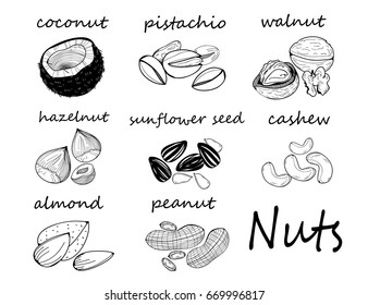 Hand drawn various nuts and seed. Graphic vector set. All elements are isolated