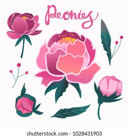 Hand drawn various peonies. Colored vector set. All elements are isolated