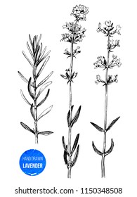 Hand drawn vecrot lavender branches in vintage style