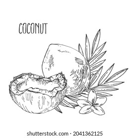 Hand drawn vectir botanical coconut illustration. Exotic nuts with leaves in a shell. Healthy nature organic food pieces. Isolated outline images for design, packaging, menu