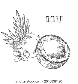 Hand drawn vectir botanical coconut illustration. Exotic nuts with leaves in a shell. Healthy nature organic food pieces. Isolated outline images for design, packaging, menu