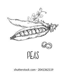 Hand drawn vectir botanical peas  illustration. Green peas crop with leaves. Healthy nature organic food. Isolated botanical images for design, packaging, menu