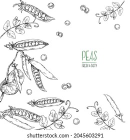 Hand drawn vectir botanical peas  illustration. Green peas crop with leaves. Healthy nature organic food. Isolated botanical images for design, packaging, menu
