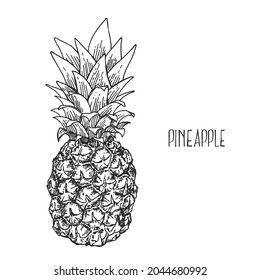 Hand drawn vectir botanical pineapple illustration. Exotic fruit with leaves. Healthy nature organic food pieces. Isolated outline images for design, packaging, menu