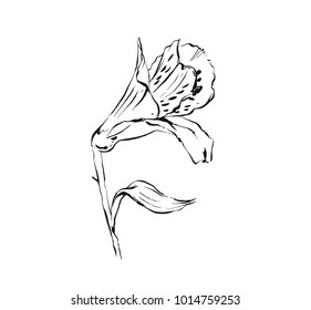 Hand drawn vector abstract artistic ink textured graphic sketch drawing illustration of lilly flower isolated on white background.