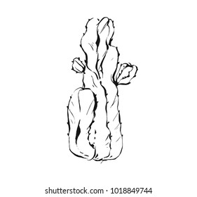 Hand drawn vector abstract artistic ink textured graphic sketch drawing illustration of succulent cactus plant flower isolated on white background.