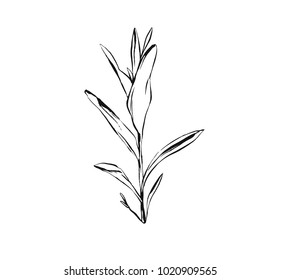 Hand drawn vector abstract artistic ink textured graphic sketch drawing illustration of rustic spring suculent flower branch plant isolated on white background.