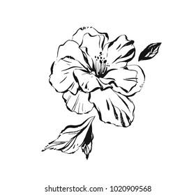 Hand drawn vector abstract artistic ink textured graphic sketch drawing illustration of hibiscus plant flower with leaves isolated on white background.