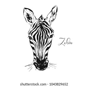 Hand drawn vector abstract artistic ink textured graphic sketch drawing illustration of wildlife zebra head isolated on white background.