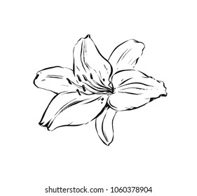 Hand drawn vector abstract artistic ink textured graphic sketch drawing illustration of lilly plant flower isolated on white background.