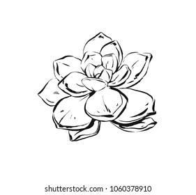 Hand drawn vector abstract artistic ink textured graphic sketch drawing illustration of succulent cactus plant flower isolated on white background.