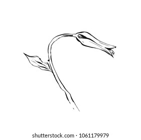 Hand drawn vector abstract artistic ink textured graphic sketch drawing illustration of lilly plant flower isolated on white background.