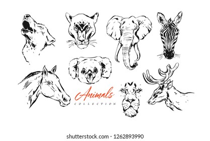 Hand drawn vector abstract artistic ink textured graphic sketch drawing illustrations collection set bundle of animals zebra, lion,puma,koala,wolf,horse and deer heads isolated on white background.