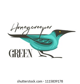 Hand drawn vector abstract cartoon summer time graphic decoration illustrations art with exotic tropical rainforest Honeycreeper green bird isolated on white background