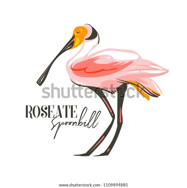 Hand drawn vector\
abstract cartoon summer time graphic decoration illustrations art\
with exotic tropical rainforest Roseate Spoonbill bird isolated on\
white background