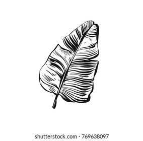 Hand drawn vector abstract freehand textured tropical print icon with organic textures ink drawing palm leaf isolated on white background.