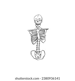 Hand drawn vector abstract graphic line art of Human skeleton line art ,isolated on white background. Vector hand drawn sketch illustration .Halloween human skeleton icon silhouette black .