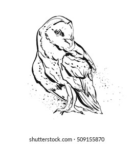 Hand drawn vector abstract graphic owl illustration in black and white colors isolated on white background. Boho painting print design. Zoo and wildlife bird illustration.