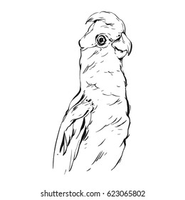 Hand drawn vector abstract graphic ink realistic tropical parrot illustration isolated on white background.Design for save the date,coloring book,wedding,birthday,decoration.Paradise bird concept