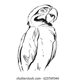 Hand drawn vector abstract graphic ink realistic tropical parrot illustration isolated on white background.Design for save the date,coloring book,wedding,birthday,sign,decoration.Paradise bird concept
