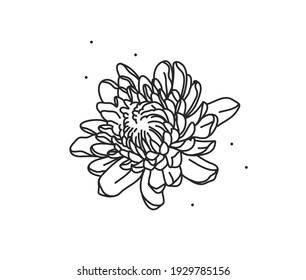 Hand drawn vector abstract stock flat graphic illustration with logo element of line flower art of chrysanthemum in simple style for branding,isolated on white background