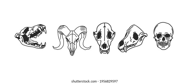 Hand drawn vector abstract stock flat graphic illustrations collection set with logo element of magic skulls of animals and human,line art in simple style for branding,isolated on white background