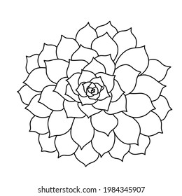 Hand drawn vector of aeonium arboreum isolated on white background. Stock illustration of succulent plant in line sketch style  for coloring pages.