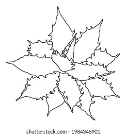 Vector dibujado a mano de Agava aislado sobre fondo blanco. Ilustración de planta suculenta en el estilo de esbozo de línea para las páginas de color.