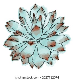 Hand drawn vector of  agava  isolated on white background. Stock illustration of succulent plant.