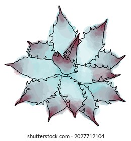 Hand drawn vector of  agava  isolated on white background. Stock illustration of succulent plant.