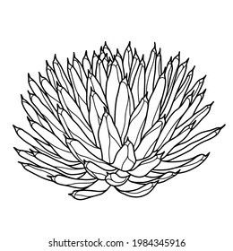 Hand drawn vector of Agava Victoriae reginae isolated on white background. Stock illustration of succulent plant in line sketch style  for coloring pages.