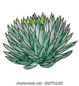 Hand drawn vector of  Agava Victoriae reginae isolated on white background. Stock illustration of succulent plant.