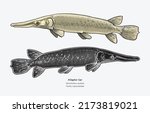 Hand drawn vector of Alligator Gar fish isolated on white background.