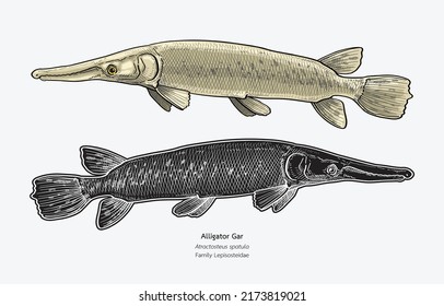 Hand drawn vector of Alligator Gar fish isolated on white background.