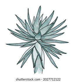 Hand drawn vector of  aloe  isolated on white background. Stock illustration of succulent plant.