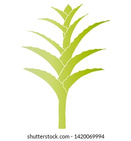 Hand drawn vector Aloe Vera or Aloe barbadensis Mill, Star cactus, Aloin, Jafferabad, Barbados isolated on black background. Outline floral icon. Alternative medicinal and cosmetic plant