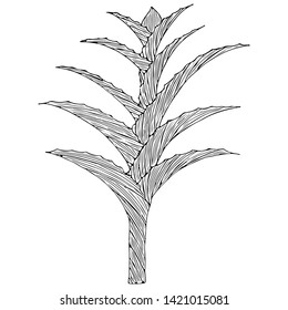 Hand drawn vector Aloe Vera or Aloe barbadensis Mill, Star cactus, Aloin, Jafferabad, Barbados isolated on black background. Outline floral icon. Alternative medicinal and cosmetic plant